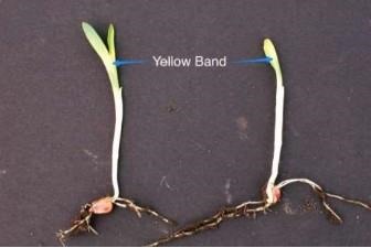 ‘Cross-Banding’ On Corn Leaves Due To Pre-Emergent, Cold Soil Temperatures
